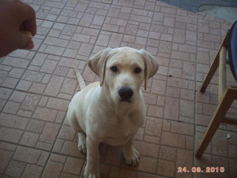 viki_20100829_001.jpg
